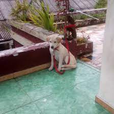 Selling dog and cat accesories for every pet lovers. Bona Petshop Home Facebook