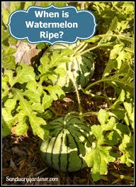 Commercial growers of watermelon will typically get 1 watermelon per plant because they space the plants tightly. When Is Watermelon Ripe Sanctuary Gardener