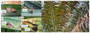 Infestasi, parasitoid, metisa plana, kelapa sawit. Genes Free Full Text The Developmental Transcriptome Of Bagworm Metisa Plana Lepidoptera Psychidae And Insights Into Chitin Biosynthesis Genes Html