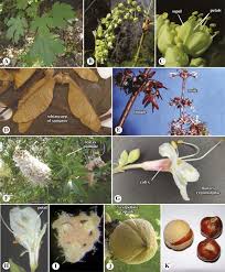 Image result for Anacardiaceae