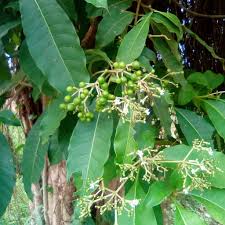 Image result for Rauvolfia vomitoria