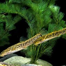 Complete Dojo Loach Guide: 6 Must Read Facts - Everything Fishkeeping