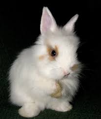 Baby Bunnies Cap N Mako Is Fluffy Bunnies S Patron That Is Still Physical Damage Cute Bunny Pictures Fluffy Bunny Cute Animals