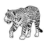 Rd.com pets & animals this secretive native of both side of the caribbean—from belize to the british virgin islands—hides. 7 Rainforest Animals Coloring Pages In Biological Science Picture Directory Pulpbits Net Biological Science Picture Directory Pulpbits Net