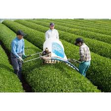 2020年新茶 日本茶 白折 矢部川さやか100g 茎茶 八女茶 茶葉 Cha013 福岡の八女茶 牛島製茶 通販 Yahoo ショッピング