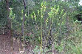 Image result for Gomphocarpus swynnertonii