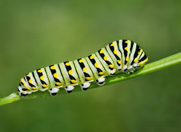 Chenille Bandes Jaunes Noires Photo Papillon Chenille Papillon De Jour