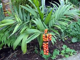 Image result for Chamaedorea radicalis