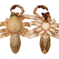 Image result for Sinopteridaceae