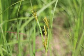 Image result for Cyperus tenuiculmis