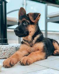 For black german shepherd lovers. German Shepherd Puppies For Sale German Shepherd Puppies For Sale Near Me