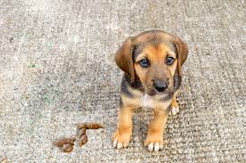 Blutflecken, schokoladenflecken, ketchupflecken, rotweinflecken, rußflecken, zahnpasta, erbrochenes, urinflecken von hund oder katze, kosmetika oder saftflecken im teppich, ist wasser dann die einzige möglichkeit diese flecken deutlich zu reduzieren bzw. So Entfernt Man Effektiv Flecken Vom Teppich Schnuffelfreunde