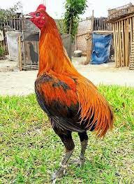 Pin On Gallos Bolos