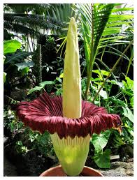 25 Fun Flower Facts Albuquerque Florist