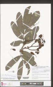 Image result for Gilbertiodendron