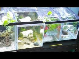 pin on creative pet videos