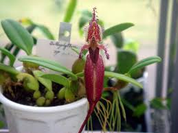 Image result for Bulbophyllum comatum