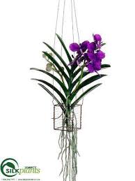 Image result for Vanda