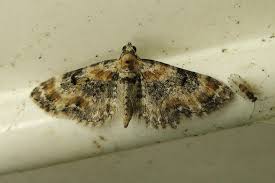 Image result for Eupithecia pulchellata