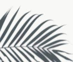 Shadow Of Palm Leaves On A White Wall Free Image By Rawpixel Com Ideias De Fotos Sombras De Janelas Fotos
