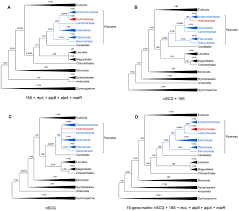 Image result for Hydnoraceae