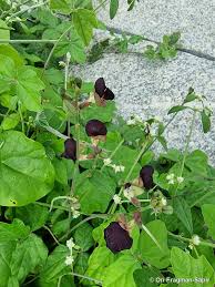 Image result for Macroptilium atropurpureum