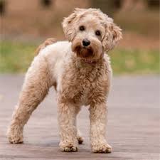 Well bred to be healthy, socialized animals. Labradoodle Puppies In Illinois Top 5 Breeders 2021 We Love Doodles