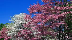 Exquisite white or pink blooms seem to perch on layers of branches in midspring. Spring Trees Flowering Pink White Flowers Wallpaper Wallpaper Photo