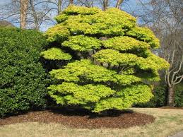 Katsura trees are unusual but easily grown shade trees. Japanese Tree Katsura
