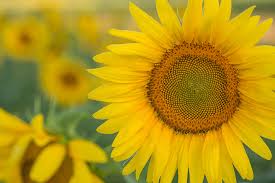 Privacy policy, terms of service, and ad. Summer Sunflowers Travel Obscura