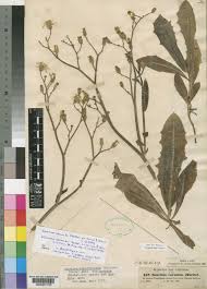 Image result for Launaea cornuta