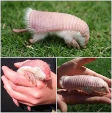 The Pink Fairy Armadillo Or Pichiciego Is The Smallest Species Of Armadillo First Described By R Harlan In 182 Pink Fairy Armadillo Fairy Armadillo Armadillo