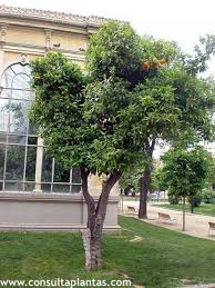 Image result for Citrus × aurantium