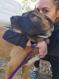 Adopting or Fostering Bear Bear, a Large 8-Month-Old Dog in Pensacola