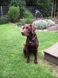 Learning more about the golden retriever's lineage Labrador Vs Golden Retriever Hund