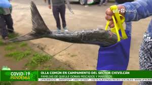 Olla Comun En Chivilcan Familias De Queule Realizan Donacion De Alimentos Especial Covid 19 Ufromedios