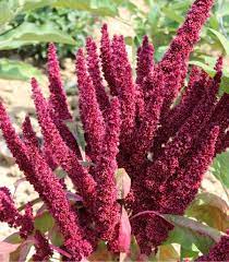 Amaranth Pygmy Torch Amaranthus Hypochondriacus Pt 350 Seeds Size 350 Seeds