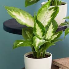 House Plants 150 Indoor Plants 2 99 In 2020 Lilly Plants Large Leaf Plants Plants
