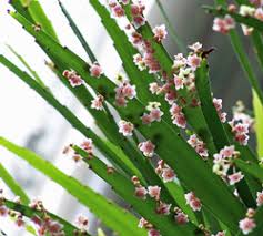 Image result for Phyllanthus odontadenius