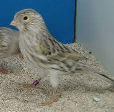 Canarios Timbrayco Agata Amarillo Mosaico Canarios Canario Ave Aves Pajaros