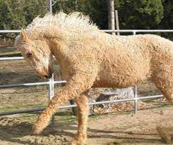 2020 offer on frozen semen for dcc vegas!! Bashkir Curly The Labradoodles Of Horses