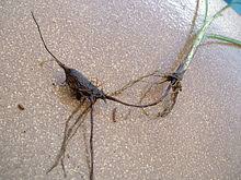 Image result for Cyperus nduru