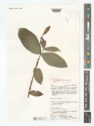 Image result for Callichilia bequaertii