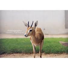 نتيجة بحث الصور عن صور غزلان Animals Kangaroo