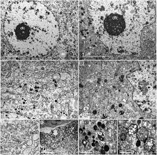 Krempy 13.304 views1 year ago. Seasonal Adaptations Of The Hypothalamo Neurohypophyseal System Of The Dromedary Camel
