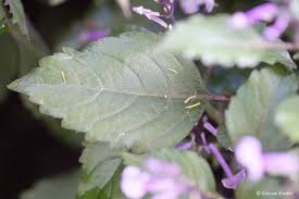 Mona Lavender Plectranthus – Parks Brothers Farm, Inc