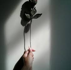 Lihat ide lainnya tentang bunga, tanaman, caladi. Fantastis 30 Wallpaper Bunga Mawar Layu Bunga Layu By Nabilala22 On Deviantart Gambar Bunga Lily Stargazer Topik Pedia Bu Di 2020 Bunga Wallpaper Bunga Mawar Ungu