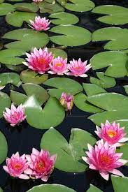Pink Waterlilies Water Lilies Sunflower Wallpaper Flowers