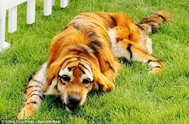 Meet The Tiger Dog Chinese Pet Owners Dye Pets To Look Like Wild Animals In New Craze Dog Dye Pet Halloween Costumes Halloween Animals