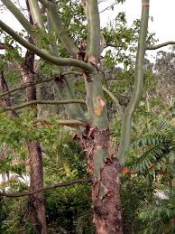 Image result for Eucalyptus torelliana
